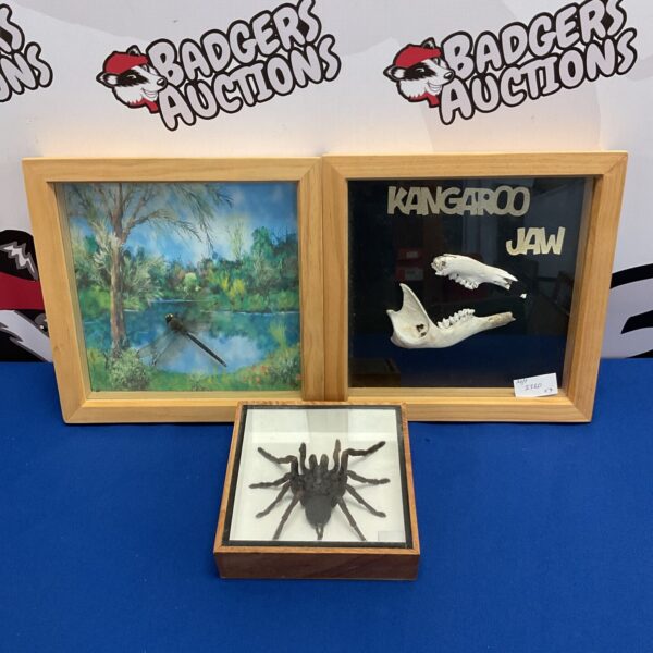 Framed taxidermy display featuring spider, dragonfly and kangaroo jaw.