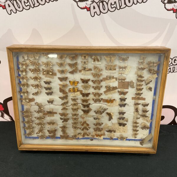 Vintage butterfly display case with preserved insect specimens.