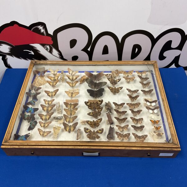 Vintage butterfly display case with taxidermy insect collection.