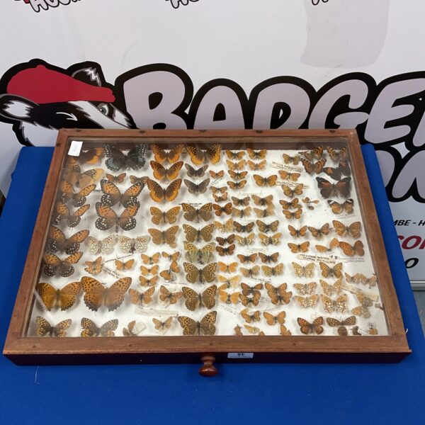 Vintage taxidermy butterfly display case with insect collection.