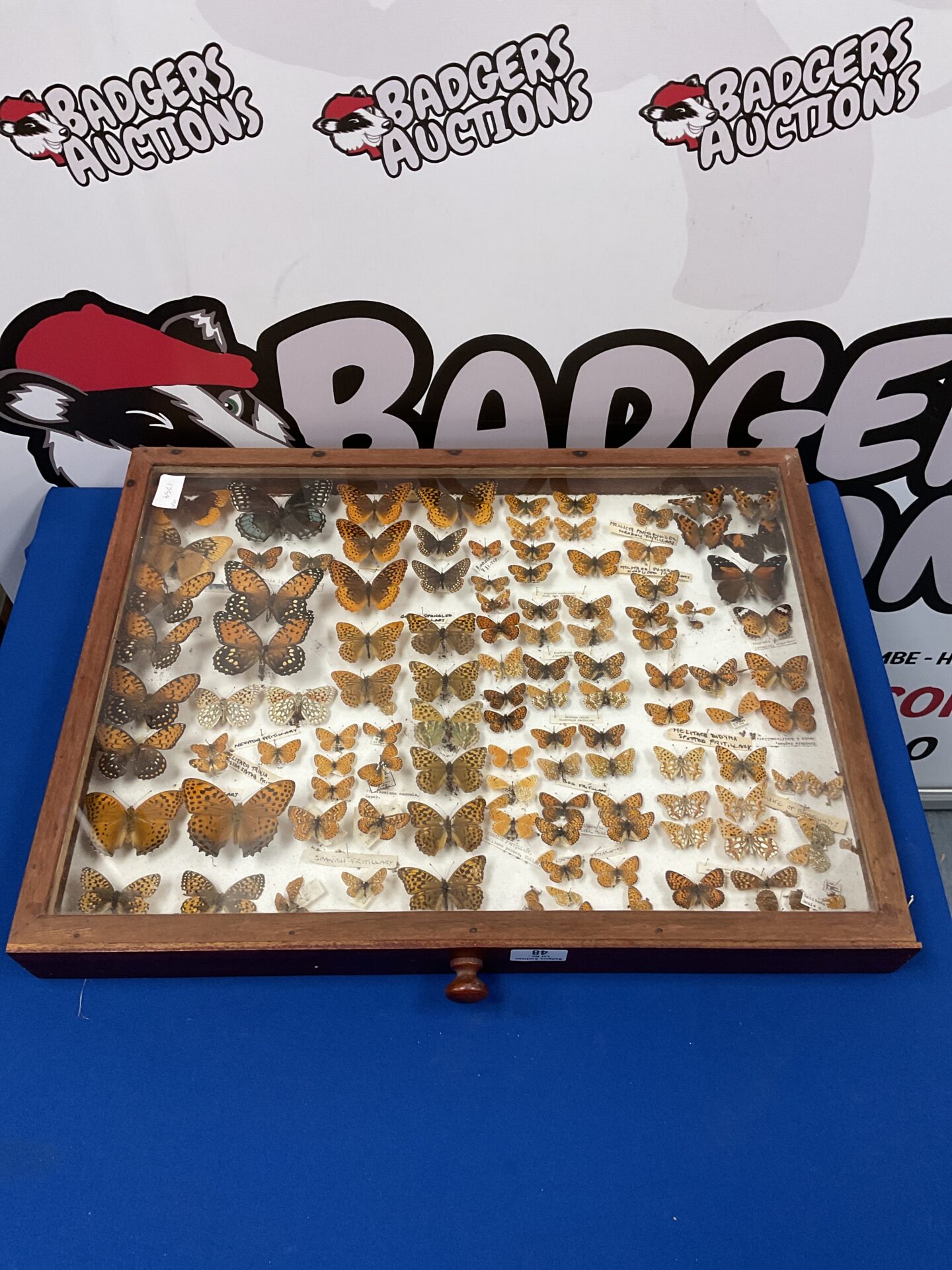 056 Collection of taxidermy butterflies in display case