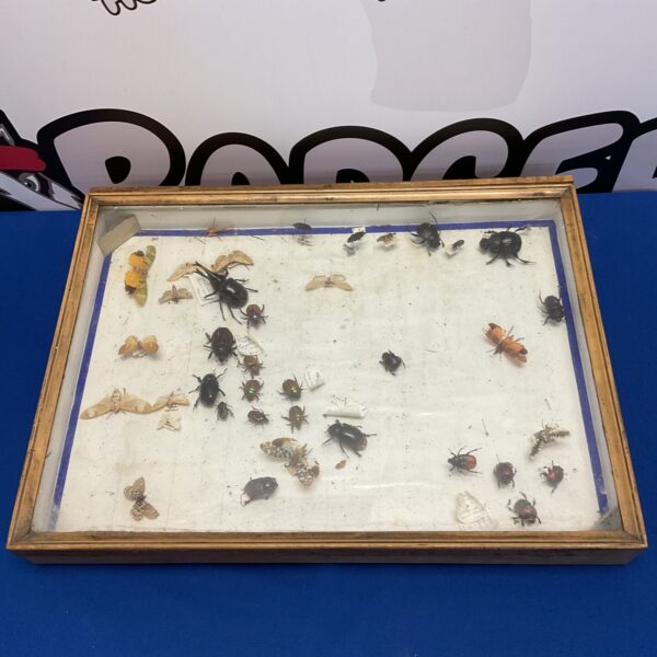 Vintage taxidermy beetle display case with insect collection.