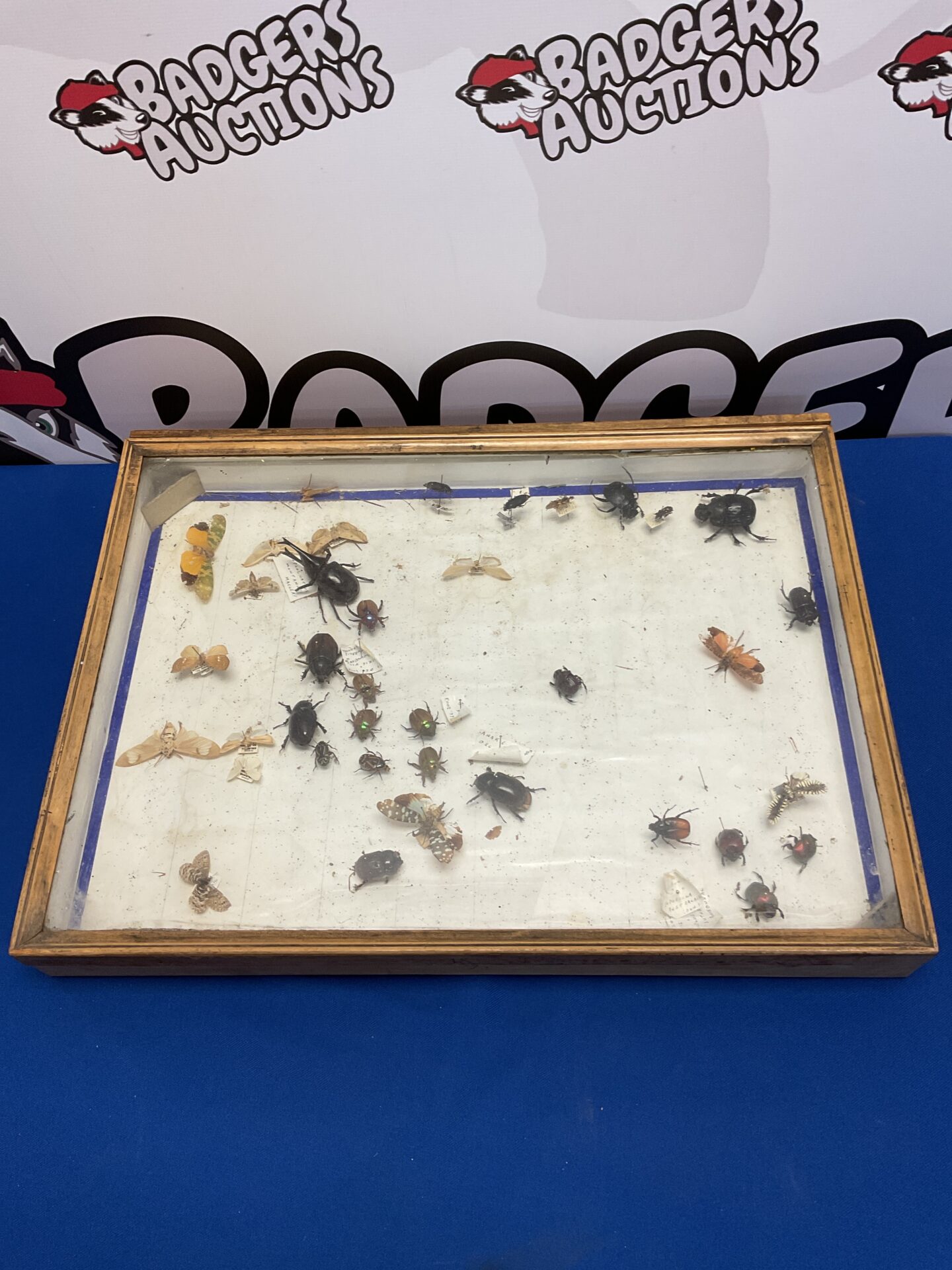 049 Collection of taxidermy beetles & bugs in display case