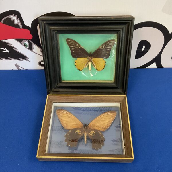 Framed display of two *Troides amphrysus* taxidermy butterflies.