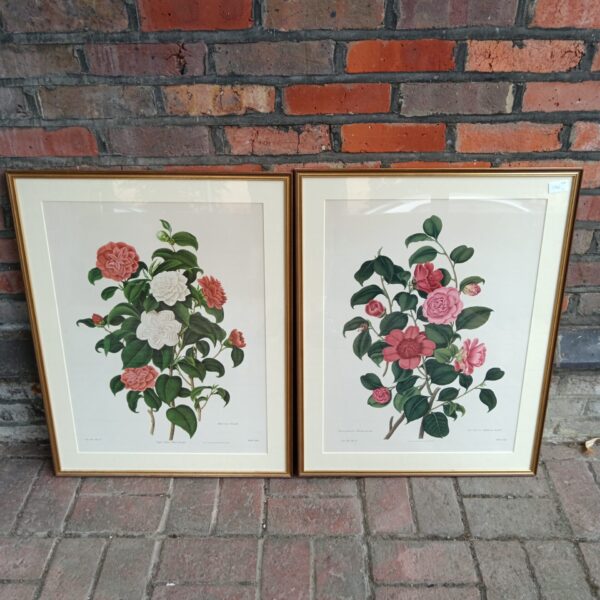 Antique pair of John & Arthur Cornhill floral prints in frames.