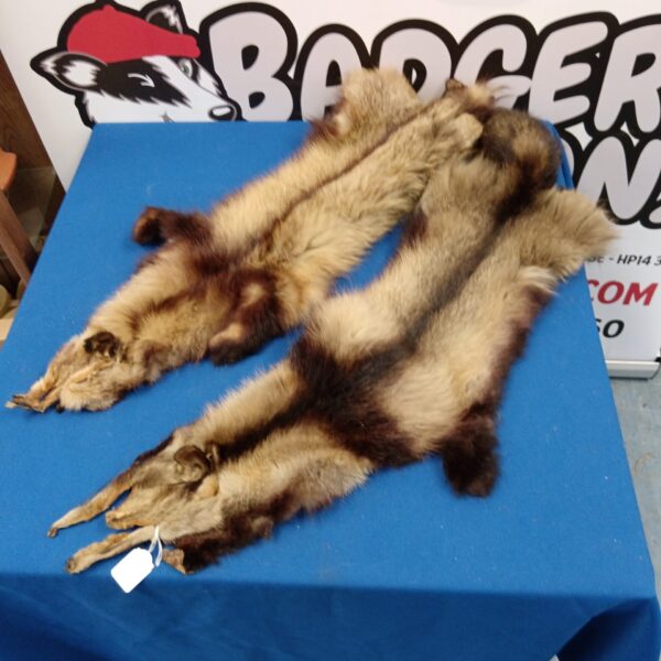 Vintage raccoon fur pelts for crafting and rustic decor.