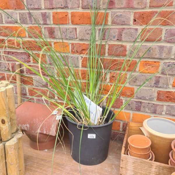 Vibrant pampas grass plant in a black plastic pot.