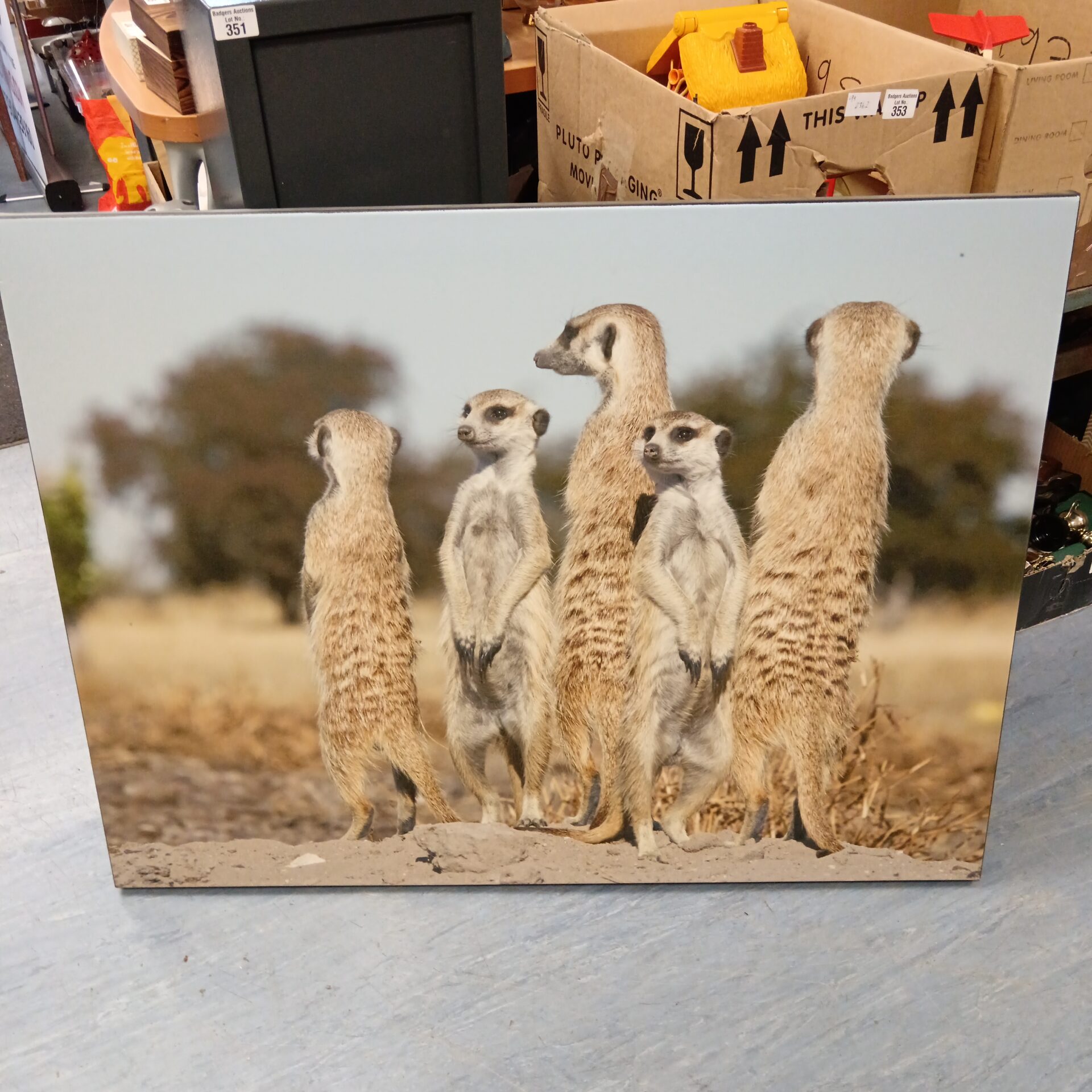 930 Large canvas photo print of meerkats