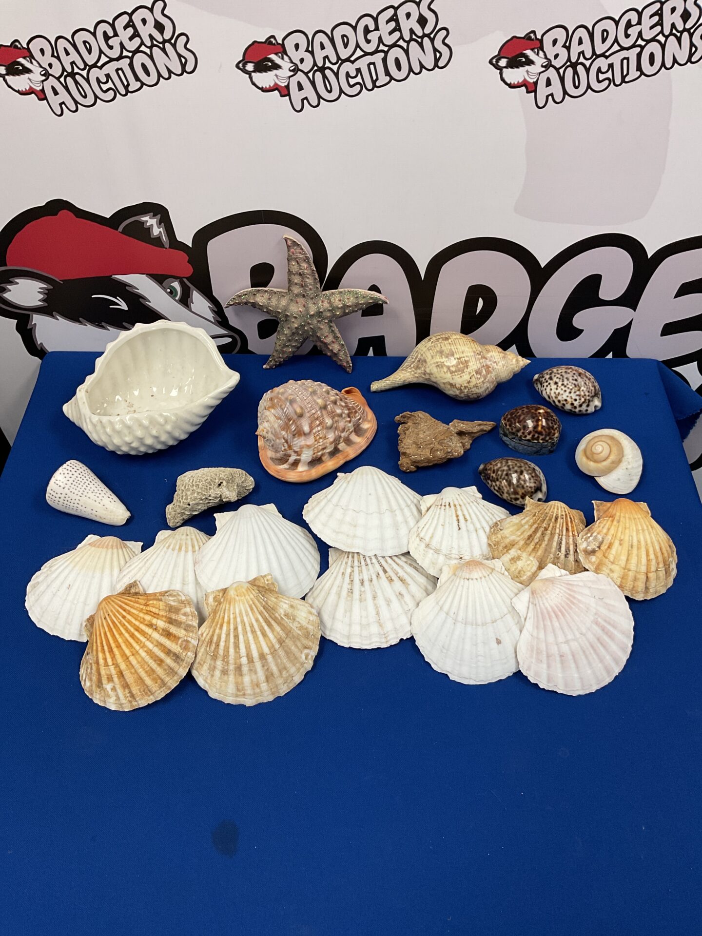 068 Collection of seashells & clam shells