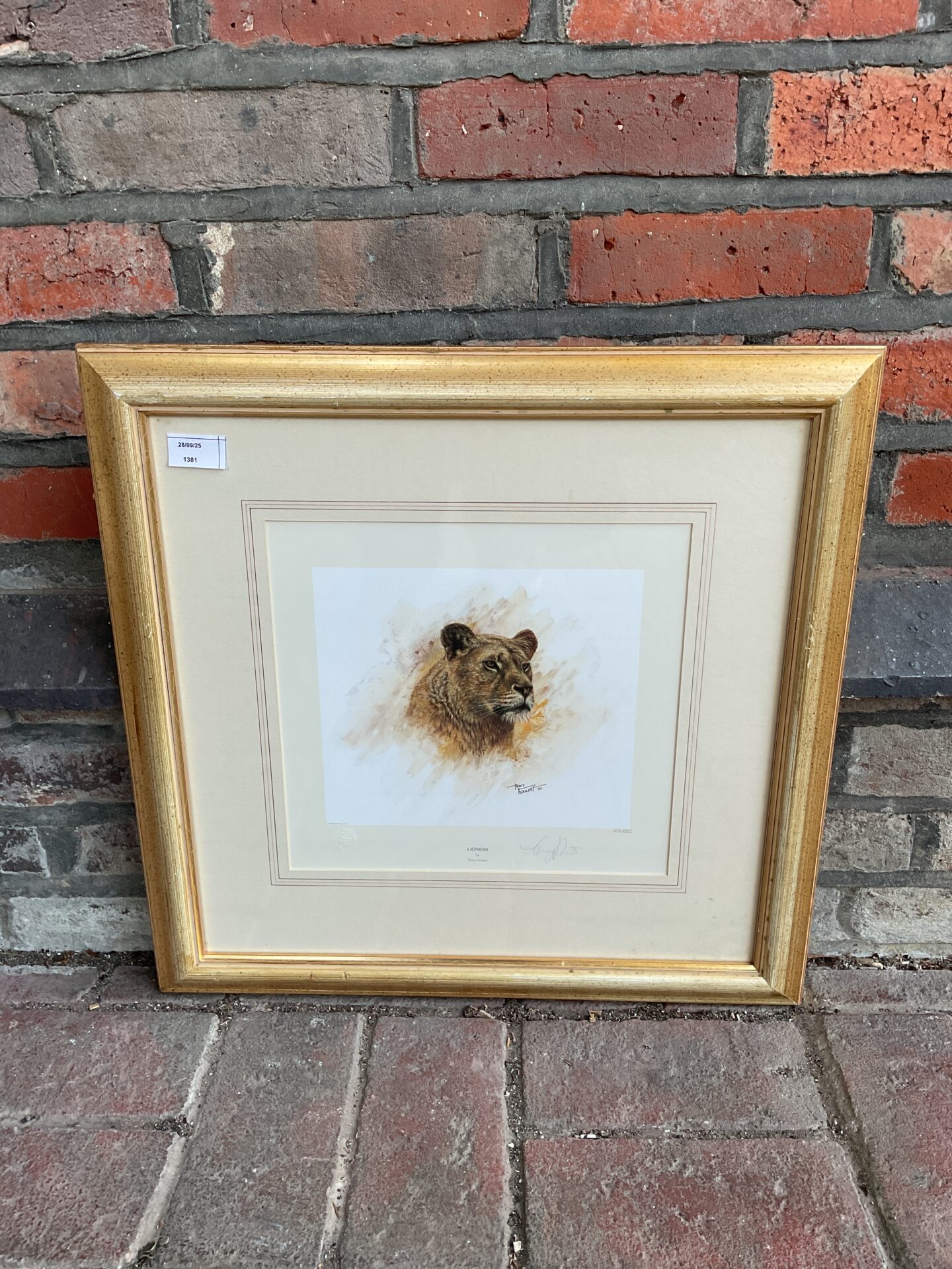 097 tony forrest signed ltd ed print of a lioness