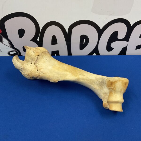 Detailed view of a human humerus bone for anatomical study.