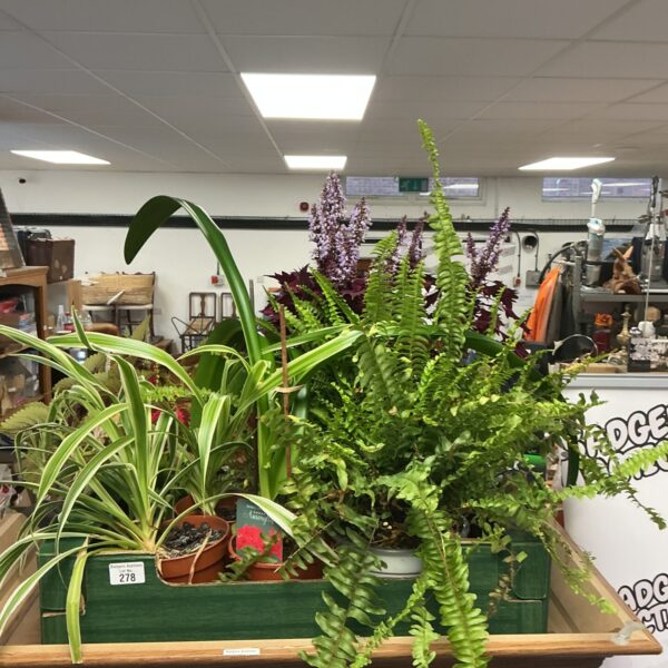 Selection of vibrant house plants in pots for indoor decor.