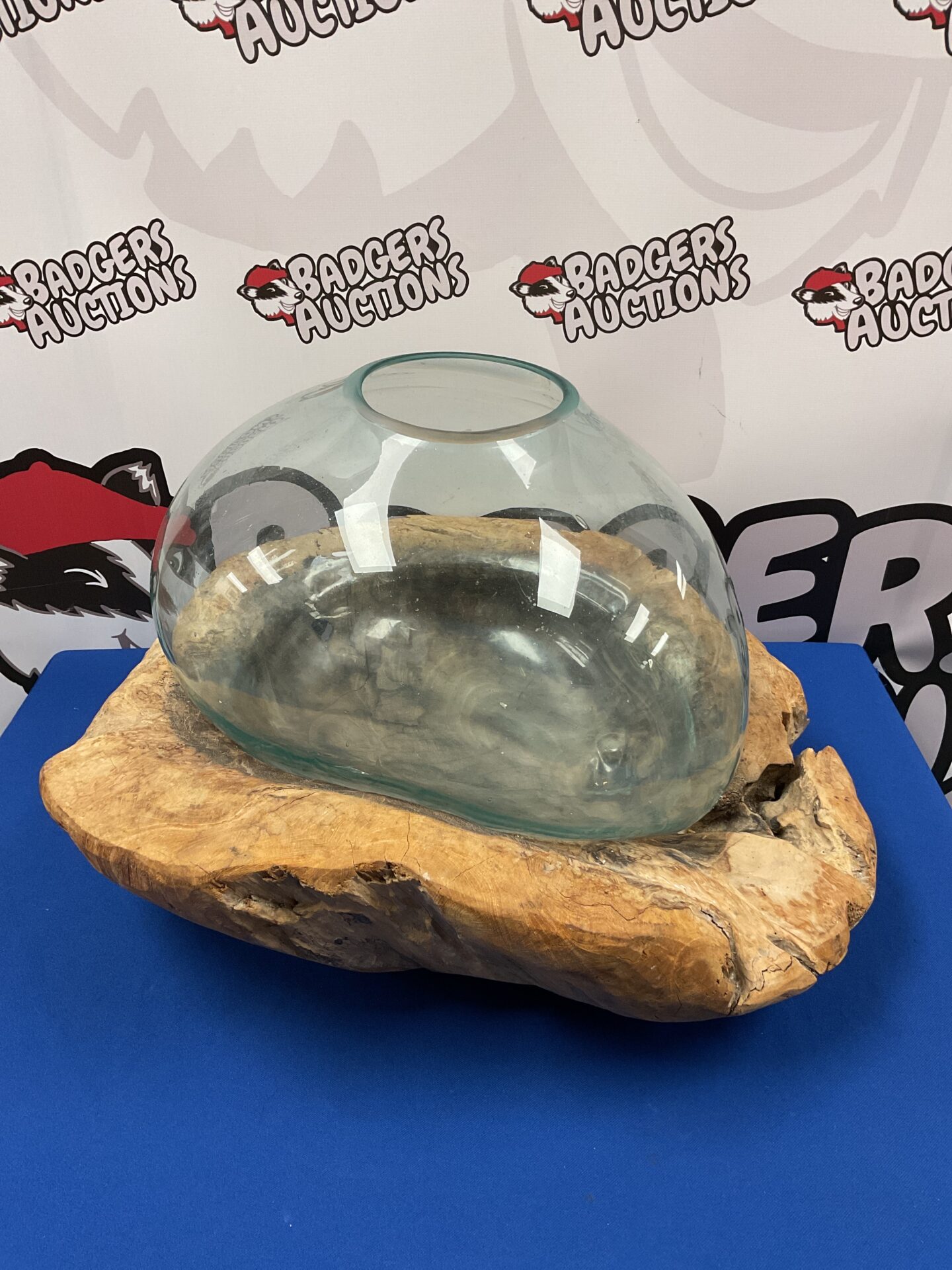 017 Large terrarium with driftwood base
