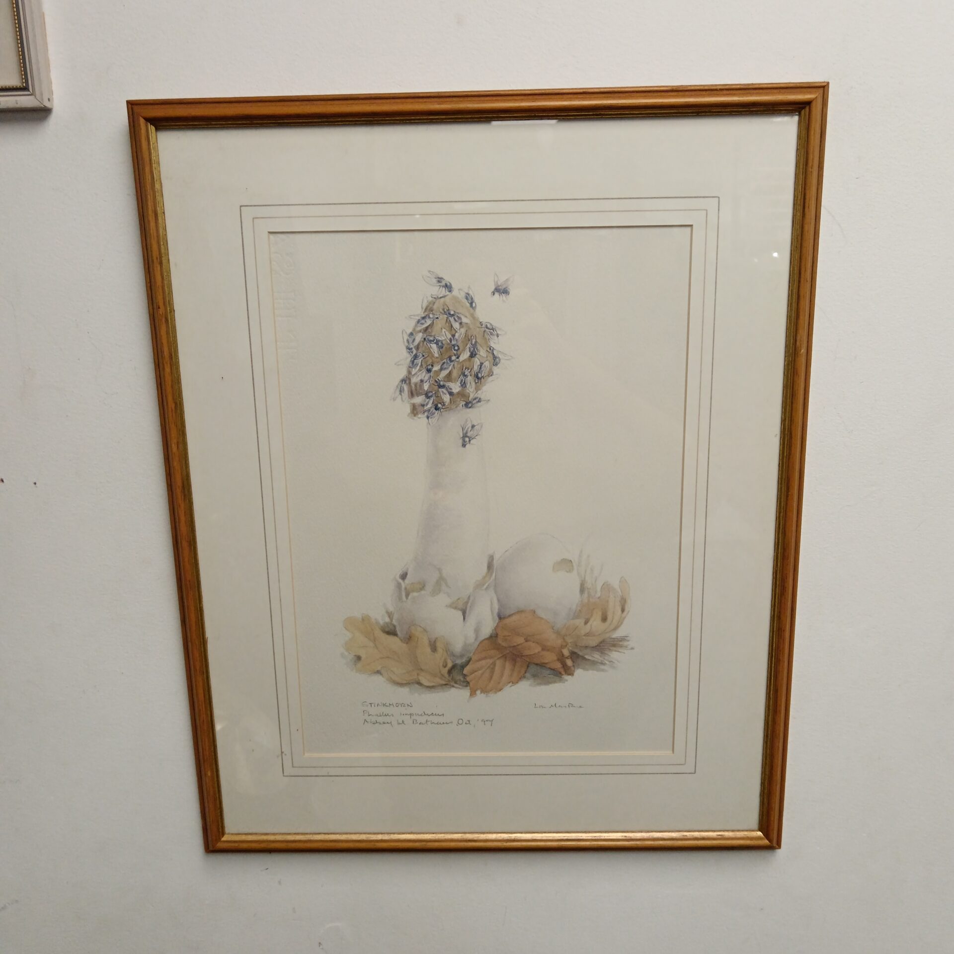 753 liz mar rue watercolour of a stinkhorn mushroom