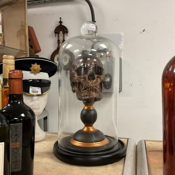 Gothic skull display dome with resin skull on plinth.