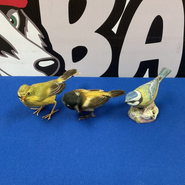 Vintage taxidermy songbirds and Royal Worcester blue tit display.