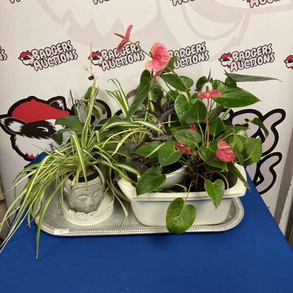 Vibrant potted house plants with red Anthurium on silver tray.