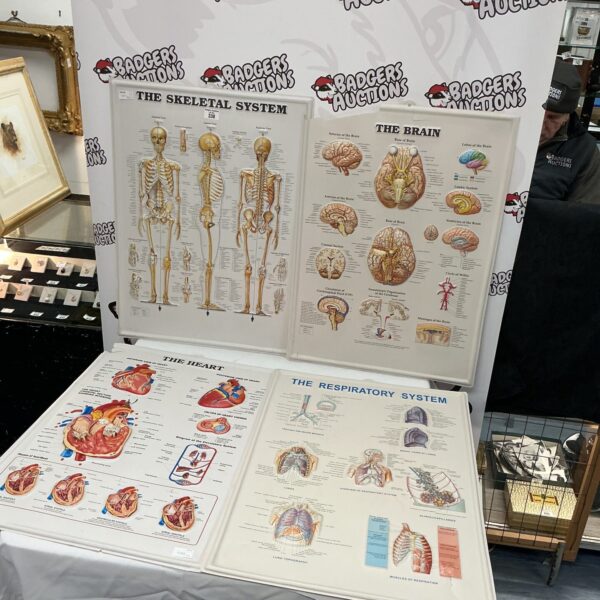 Set of four vintage anatomy posters depicting human body systems.