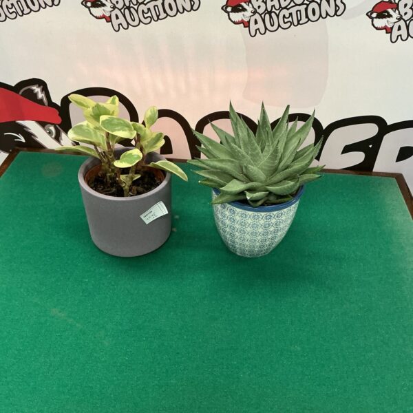 Pair of potted house plants with succulent and foliage varieties.