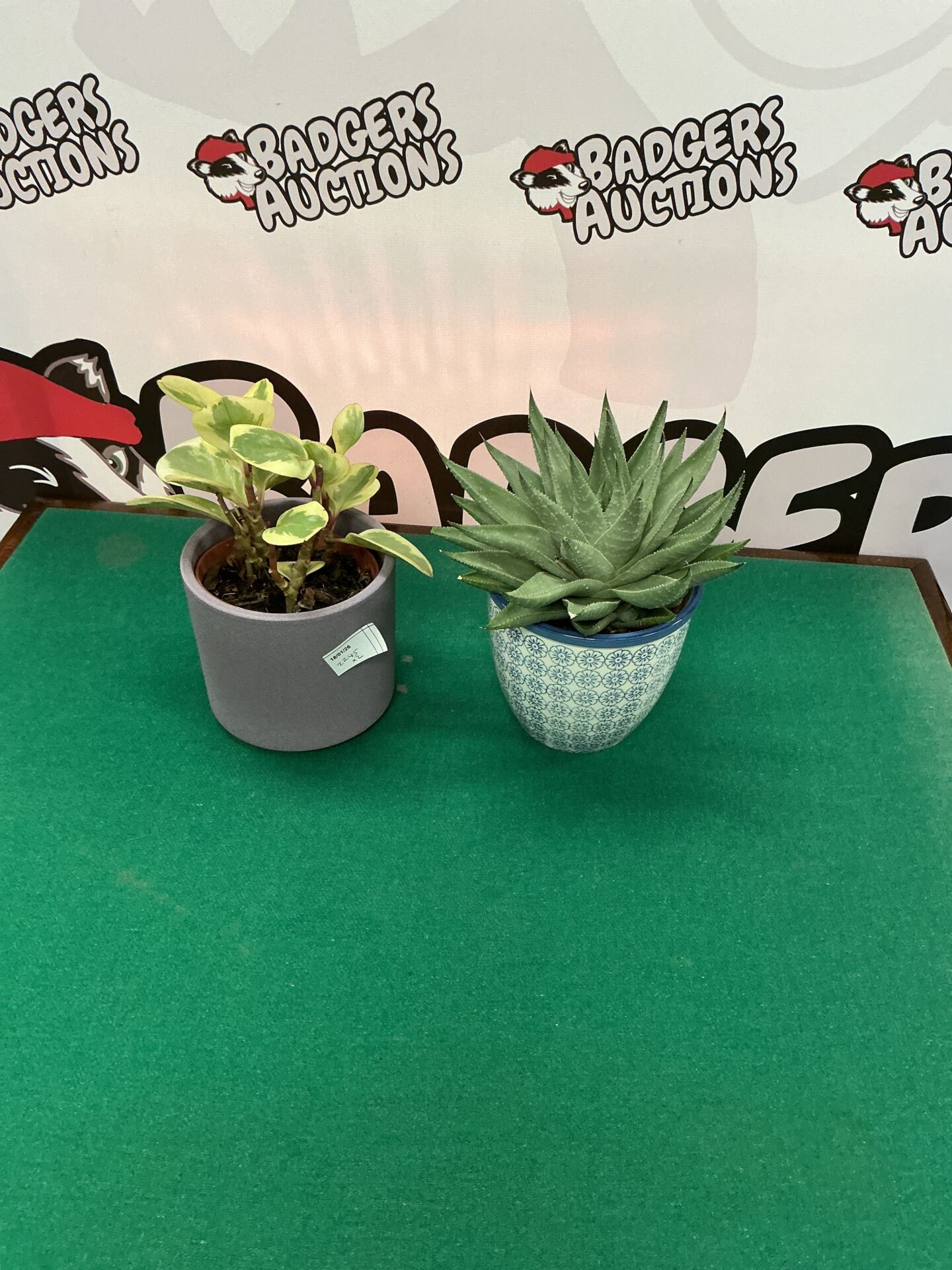 294 Two potted house plants