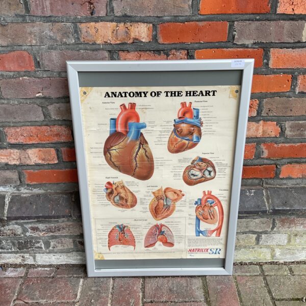 Vintage Natrilix SR anatomy poster showing a detailed heart diagram.