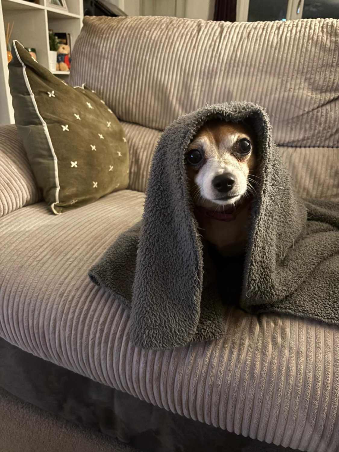 Cozy dachshund portrait with a grey blanket.