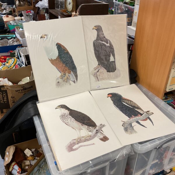 Four framed eagle prints, vintage bird art collection.