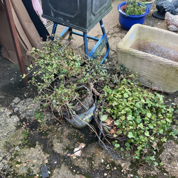 Assorted ivy plants in woven and plastic pots in a garden setting.