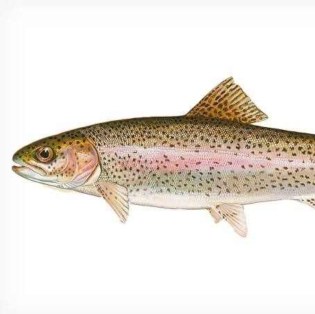Vibrant Rainbow Trout fish mount for display and collection.